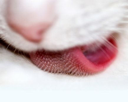 Miért macskák durva nyelv