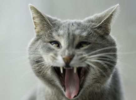 Miért macskák annyira durva a nyelv, a macska és a macska