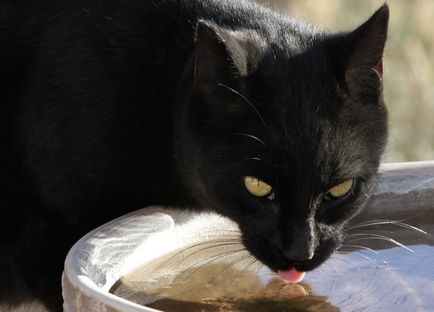 Miért macskák annyira durva a nyelv, a macska és a macska