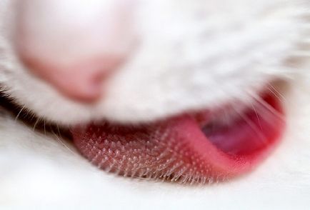 Miért macskák durva nyelv miért macskák durva nyelv