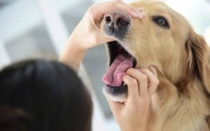 Miért kutyák esnek oka a fogak, a megelőző intézkedések