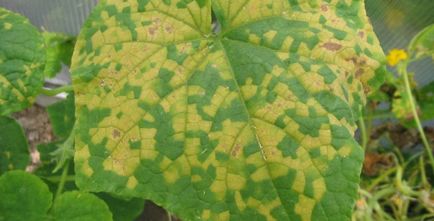 Miért levelek sárgulnak a uborkát egy melegházi és szabadföldi kísérletben, mert a harc