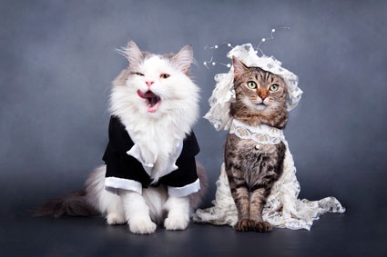 Válogatás a párok párzási macskák - macskák párzási, sunray - óvodai brit macska