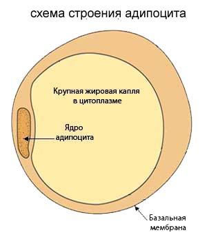 A szubkután zsírszövet