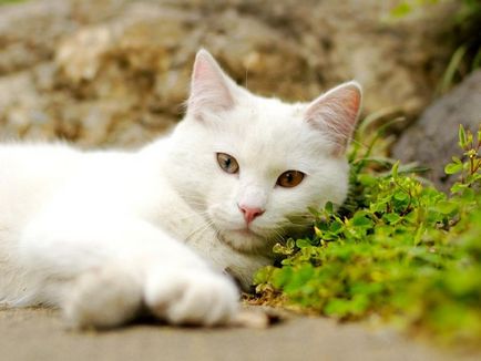 Pislogó Cat fotó