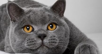 Népszerű becenevek macskáknak magyar nevek a fiúk, a legérdekesebb és legeredetibb, egyszerű,