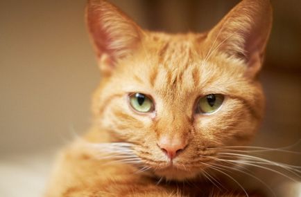Népszerű becenevek macskáknak magyar nevek a fiúk, a legérdekesebb és legeredetibb, egyszerű,