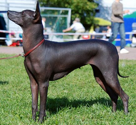 Breed szőrtelen (nude) nevét kutyák, leírás és fényképek, mind a kutyák