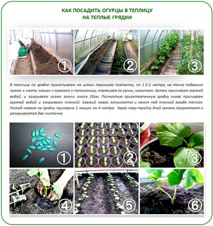 Ültetés uborka üvegházban polikarbonát funkciók működését