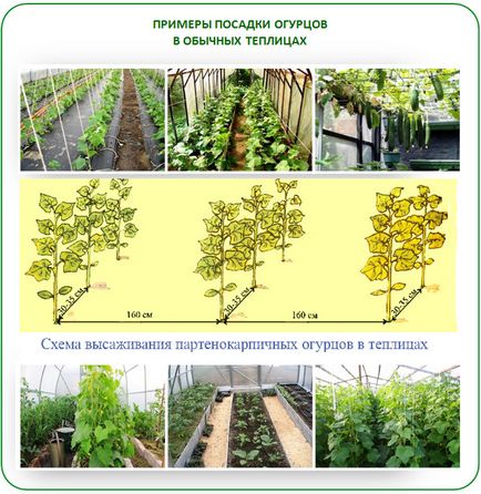 Ültetés uborka üvegházban polikarbonát funkciók működését