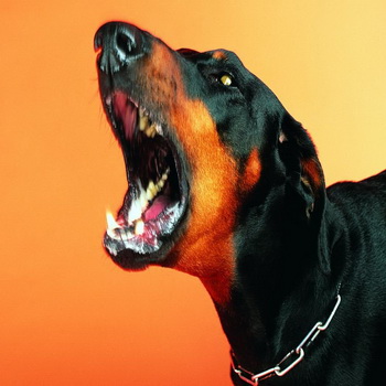 kutya viselkedését és kiskutyát haza jellemzői pszichológia agresszív és nem megfelelő viselkedés,