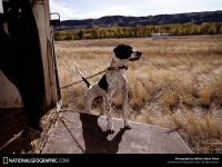 A viselkedés a kutyák, kutya viselkedés, javítsa ki a viselkedés a kutyák, ugató kutyák félelem fóbia hierarchia