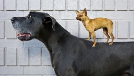 A viselkedés a kutyák, kutya viselkedés, javítsa ki a viselkedés a kutyák, ugató kutyák félelem fóbia hierarchia