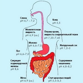 A megfelelő sav-bázis egyensúlyt az emberi test, és hogyan, hogy támogassa azt a segítségével termékek