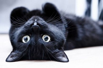 Jelek egy fekete macska szaladt át az úton, surf fekete macska