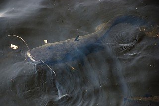 Pripjaty, a szellemváros (ahol van) Pripjaty, a szellemváros