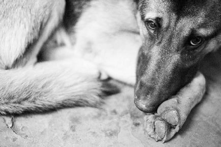 Termékek, amelyek károsak a kutyák - élet hajtások