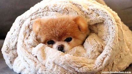 Megfázás Kutyák - tünetek és kezelés