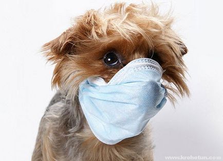 Megfázás Kutyák - tünetek és kezelés