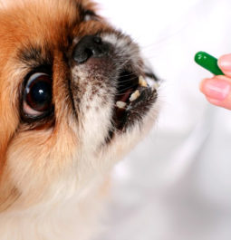 Megfázás tünetei kutyák és hogyan kell kezelni otthon