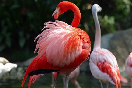madár flamingó