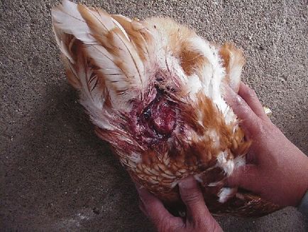 ELRENDEZÉS csirkék - hogy mit és kezelésére kannibalizmus ⋆ mindent csirkék