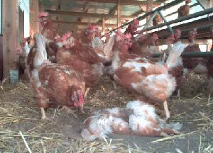 ELRENDEZÉS csirkék - hogy mit és kezelésére kannibalizmus ⋆ mindent csirkék