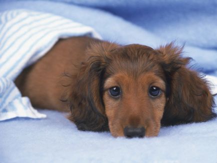 Gyakori betegségek a kutyák, a vese- - élet hajtások
