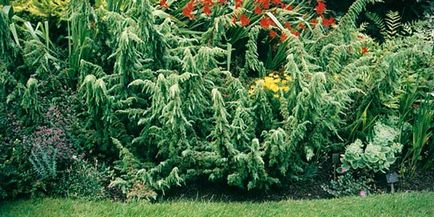 boróka növény rendes fényképet fa, boróka mag tenyésztésre és a bonsai