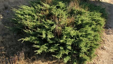 boróka növény rendes fényképet fa, boróka mag tenyésztésre és a bonsai