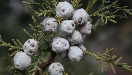 boróka növény rendes fényképet fa, boróka mag tenyésztésre és a bonsai