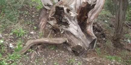 boróka növény rendes fényképet fa, boróka mag tenyésztésre és a bonsai