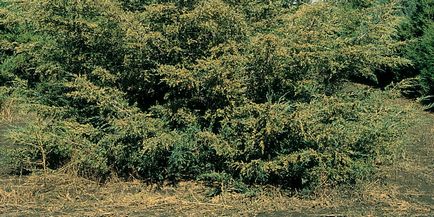 boróka növény rendes fényképet fa, boróka mag tenyésztésre és a bonsai