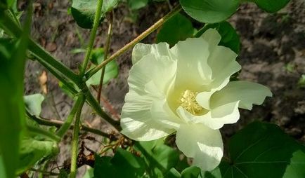Cotton növény - mi nő régiónkban