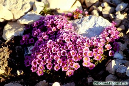 Növények az alpesi csúszda fényképet, és a nevét, példák sziklakertek