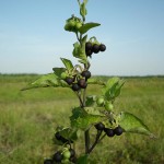 Plant a nadragulya család - jellemzők, funkciók és képek a nadragulya család