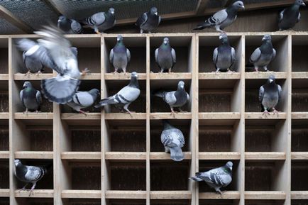 Tenyésztési galambok otthon folyamat részleteit, karbantartás és gondozás