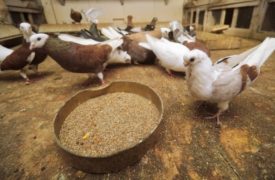 Tenyésztési és karbantartása galambok otthon kezdőknek