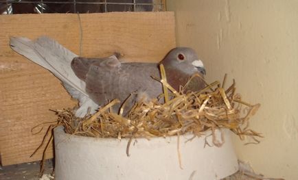 Tenyésztési és karbantartása galambok otthon kezdőknek
