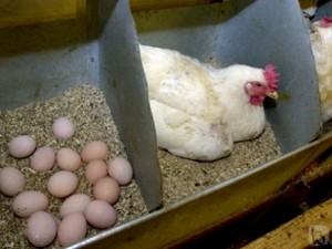 Tenyésztési csirkéknek a hazai szabályok és rendszerek