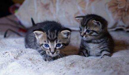 A fejlesztés a cica által havi vagy a heti (kapott egy új család) A fejlesztés a cica havonta vagy hetente