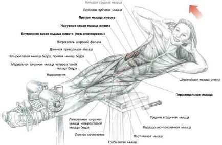 Roman szék gyakorlat futópad, nyomja up, hyperextension (UPS) Roman szék gyakorlat futópad, nyomja up, hyperextension