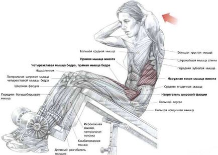 Roman szék gyakorlat futópad, nyomja up, hyperextension (római) Roman szék gyakorlat futópad, nyomja up, hyperextension