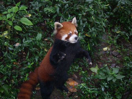 Vörös panda fotó vadállat