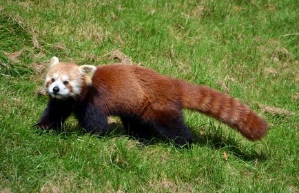 Vörös panda fotó vadállat