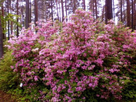 Rhododendron - ültetés és gondozás, fotó növények