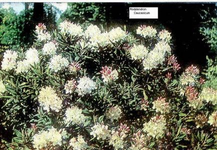 Rhododendron - ültetés és gondozás, fotó növények