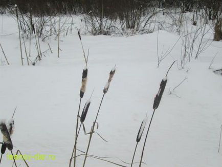 Typha latifolia (gyékény) széleslevelű gyékény