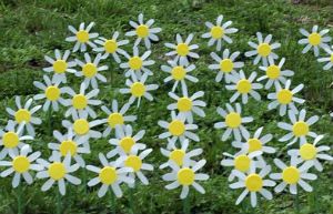 Kamilla műanyag palackok (flakonok) Daisies műanyag palackok