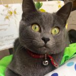 Orosz kék macska fotó, a fajta, karakter, egészség